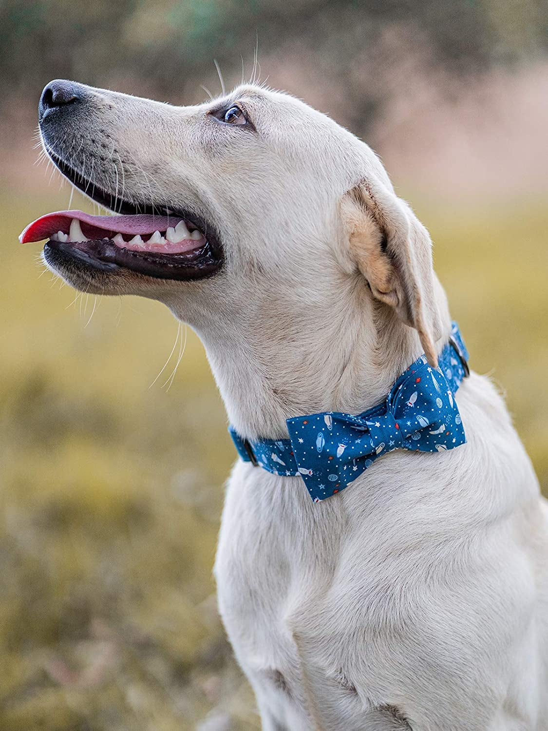 Dog Collar with Bow, Cotton & Webbing, Bowtie Dog Collar, Adjustable Dog Collars for Small Medium Large Dogs and Cats